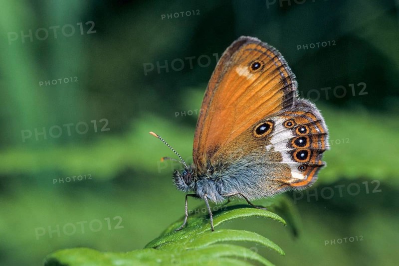 Coenonympha arcania, pearly heath, peargrass moth, white-coined meadowbird, butterfly, insects, butterfly, butterflies