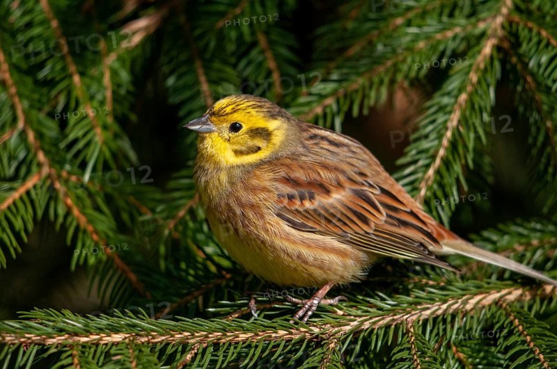 Emberiza citrinella, goldammer, yellowhammer, birds, male, passeri, songbirds, birds