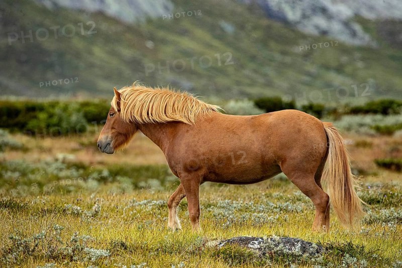 Brown horse with a flowing mane roams an open landscape, Norwegian fjord horses, in the tundra, landscape, half-wild horse Dovrefjell National Park, Oppdal, Norway