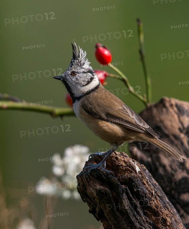 Crested tit, crested tit, Lophophanes cristatus, parus cristatus, birds, high size, portrait format, tits, passeri, songbirds, tits, birds