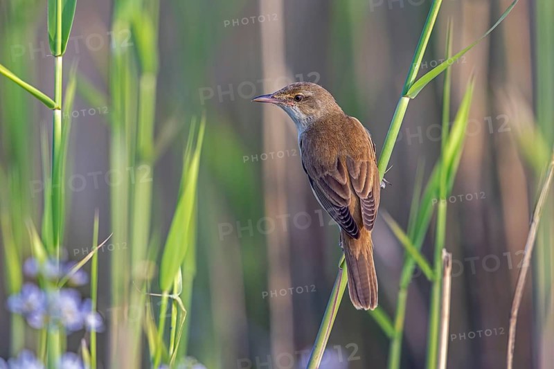 Great reed warbler (Acrocephalus arundinaceus) adult perched on reed stem in reedbed, reed bed at wetland in spring