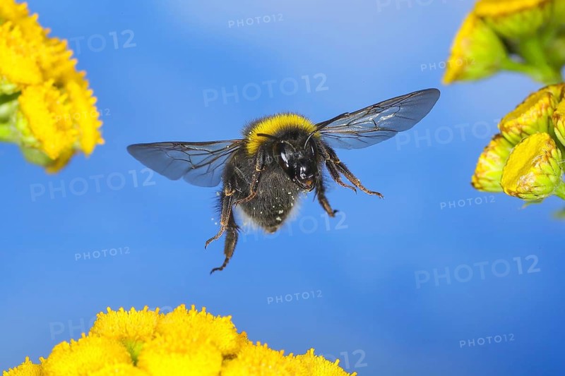 Large earth bumblebee (Bombus terrestris), flying over tansy (Tanacetum vulgare) flowers, wildlife, high-speed nature photography, insects, bumblebees, Siegerland, North Rhine-Westphalia, Germany