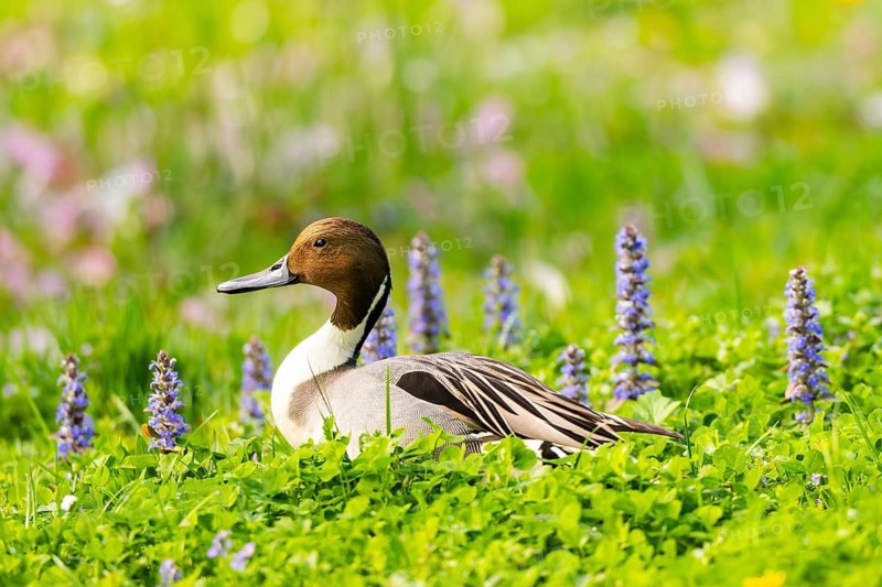 Northern pintail (Anas acuta) male in a colorful meadow in spring, Bavaria, Germany