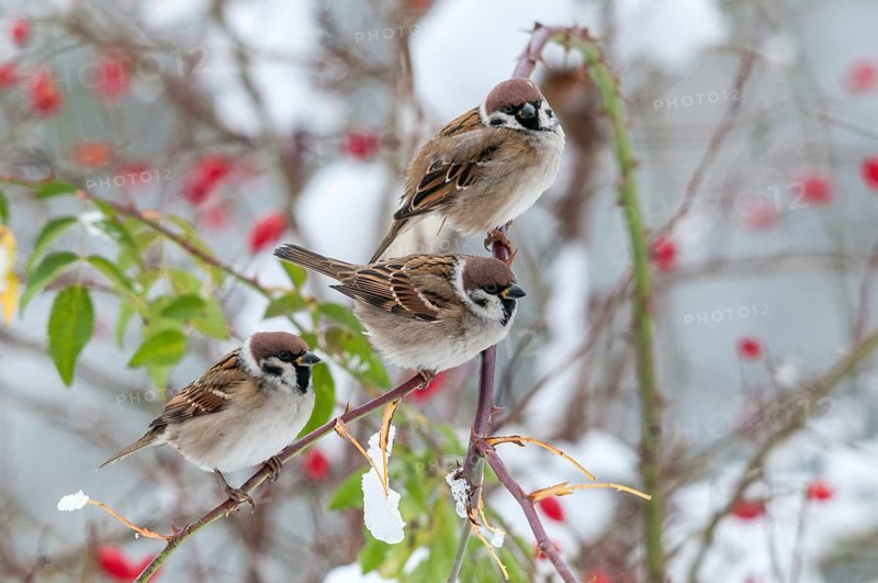 Tree sparrow, dog rose, Passer Montanus, pink canina, rosaceae, rose family, sparrow, tree sparrow, autumn, birds, dog rose, flora, rose hip, autumn, passeri, plants, plants, snow, songbirds, sparrow, sparrow, sparrow, sparrow, sparrow, sparrow, sparrow