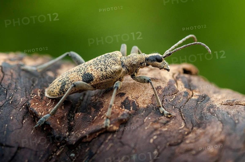Biting pincheon, blackspotted pliers support beetle, hardwood pincheon, rhagium mordax, scrap-tongerbuck, black-spotted pintreck, pincer buck, beetle, longhbug, coleoptera, insects, beetles
