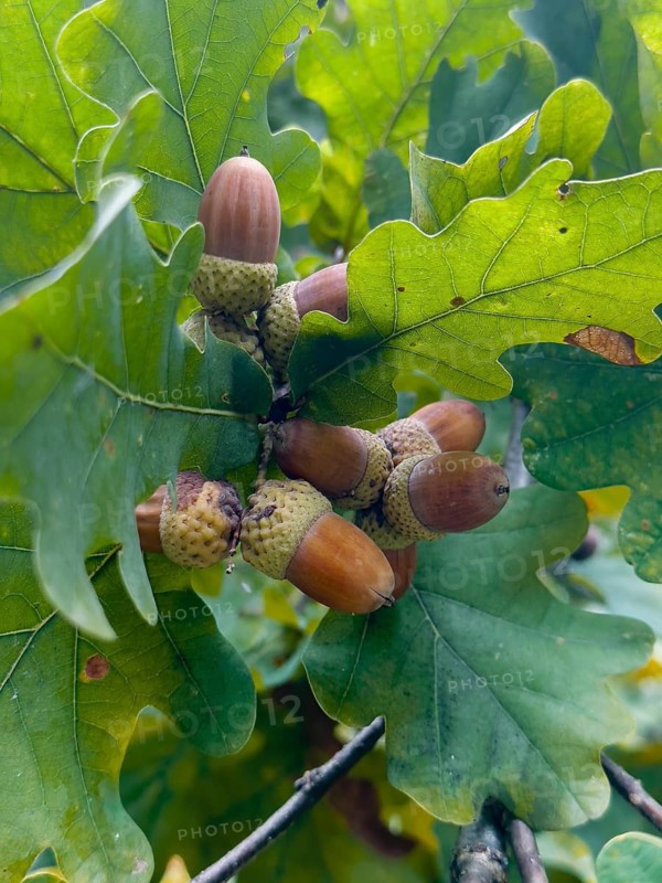Oak leaves with acorns (Quercus)