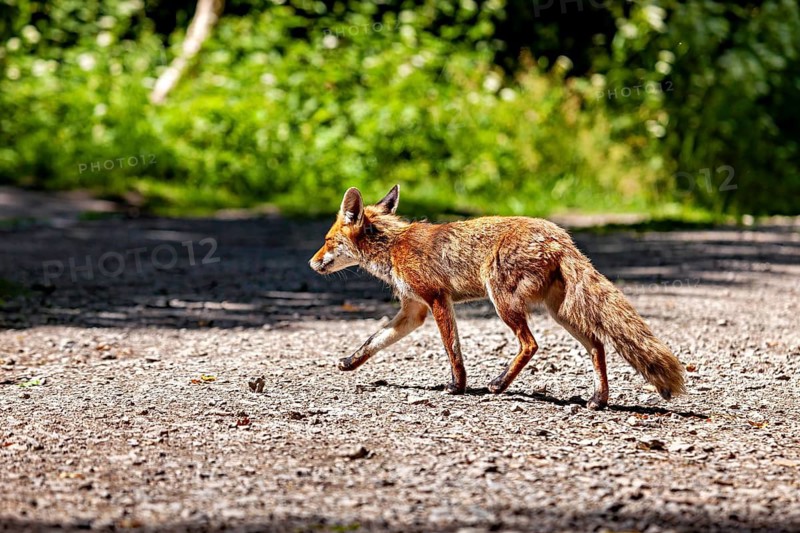 A fox runs across a shady road, bathed in sunlight. A red fox in the Hainich near Mühlhausen, Thuringia, Germany (Vulpes vulpes)