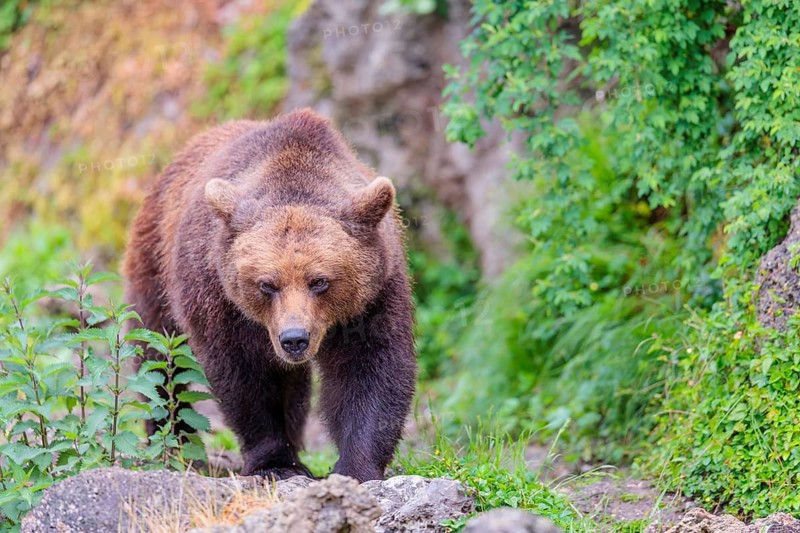A female brown bear (Ursus arctos arctos) is walking through dense vegetation in hilly terrain, crossing tree trunks and rocks along the way. Transylvania, Romania