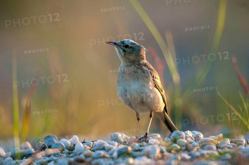 Anthus campestris, Brachpieper, Brandenburg, Germany, Nabu, national natural heritage, natural paradise Grünhaus, tawny pipit, post-mining landscape, birds, green house, male, passeri, songbirds, birds