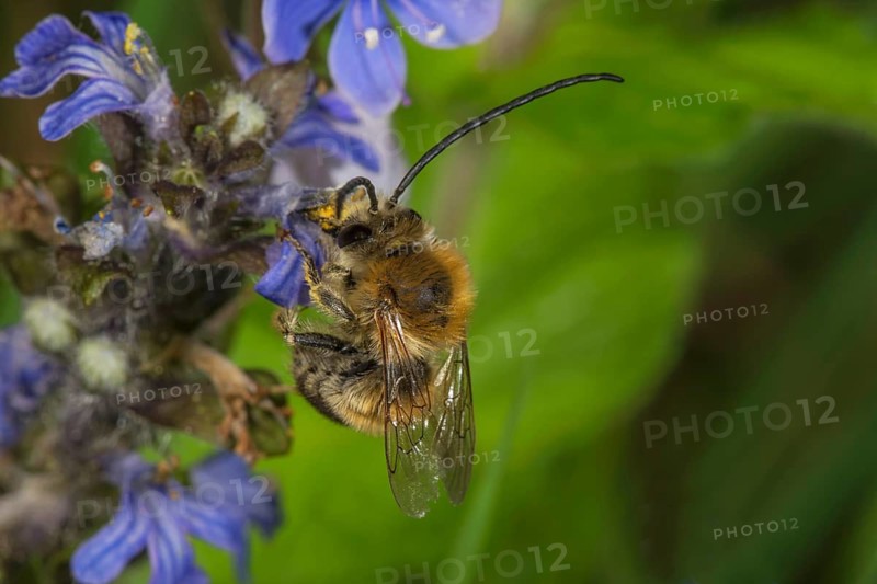 A male long-horned bee (Eucera sp.) collects nectar on creeping bindweed (Ajuga reptans), Baden-Württemberg, Germany