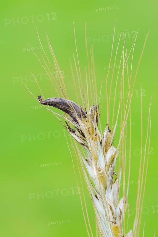 Ear of rye (Secale cereale) with ergot (Claviceps purpurea), North Rhine-Westphalia, Germany