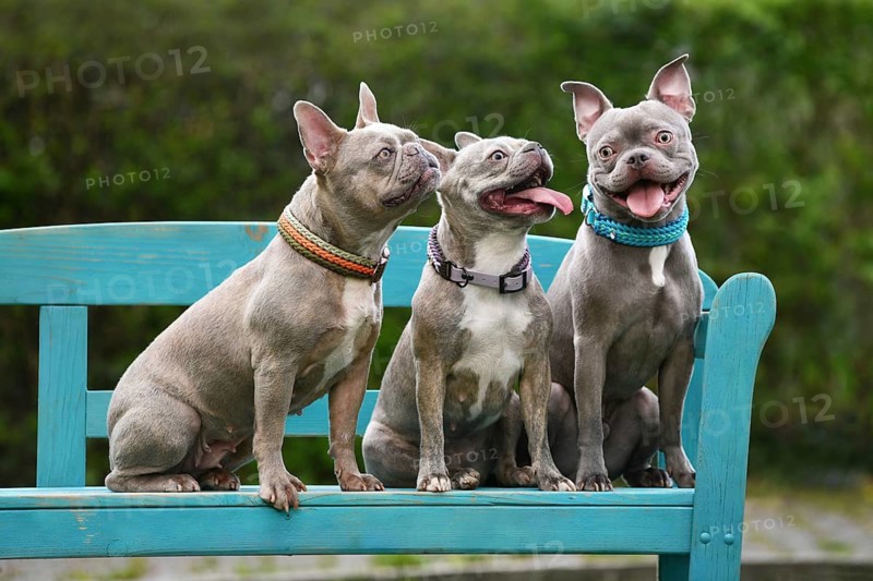 Three lilac brindle French Bulldog dogs sitting on blue bench. Gradual transition from brachycephalic type to intermediate and healthy dog showing breeding improvement and animal welfare
