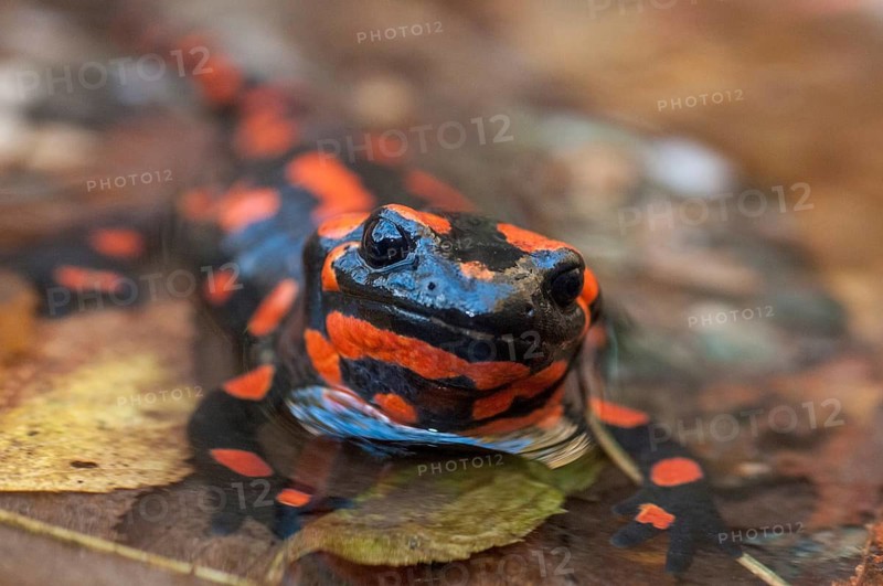 Fire salamander, salamandra salamandra, amphibians, amphibians, caudata, amphibians, amphibians, red, tail amphibians