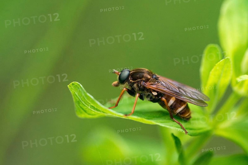 Awl-fly, brachycera, coenomyia ferruginea, flies, stinkfly, diptera, insects, two-winged birds