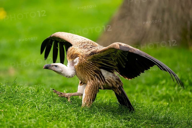 Griffon Vultures (Gyps fulvus) walking on a meadow in spring, bavaria, Germany