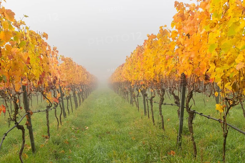 Warm autumn colors dominate the arrangement of the vines in thick fog, Korb im Rems Valley, Baden-Württemberg, Germany
