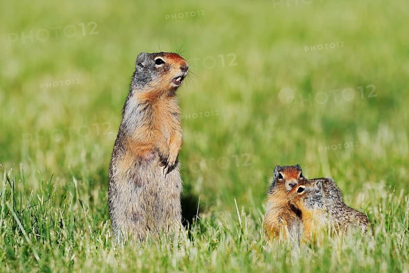 Columbian ground squirrel (Urocitellus columbianus, Spermophilus columbianus), female with young, Waterton Lakes National Park, Alberta, Canada