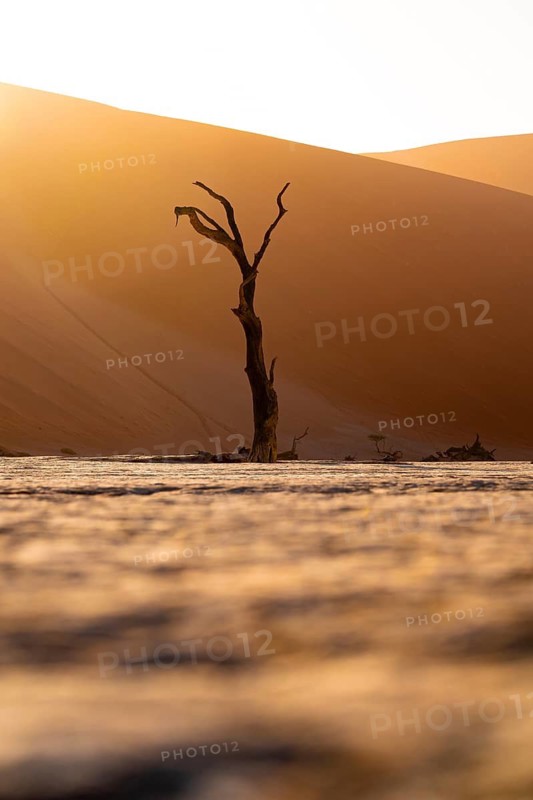 Red sand dunes and white salt pan with dead trees, Dead Vlei, Namib Desert, Namib Naukluft Park, Namibia