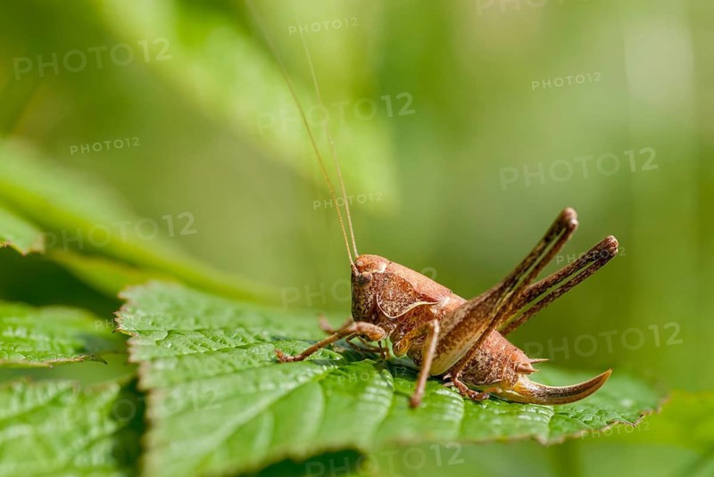 Common shrub scare, common shrub scare, grasshoppers, deciduous locusts, Pholidoptera griseoaptera, shrub scare, dark bush cricket, ensifera, grasshoppers, grasshoppers, insects, long-feeler scare, nymph