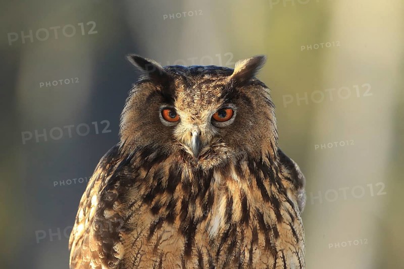 Eurasian Eagle-owl perched, close-up of an eagle owl with striking orange eyes and plumage in its natural habitat, eagle owl (Bubo bubo), adult portrait in winter, Zdarske Vrchy, Bohemian-Moravian Highlands, Czech Republic