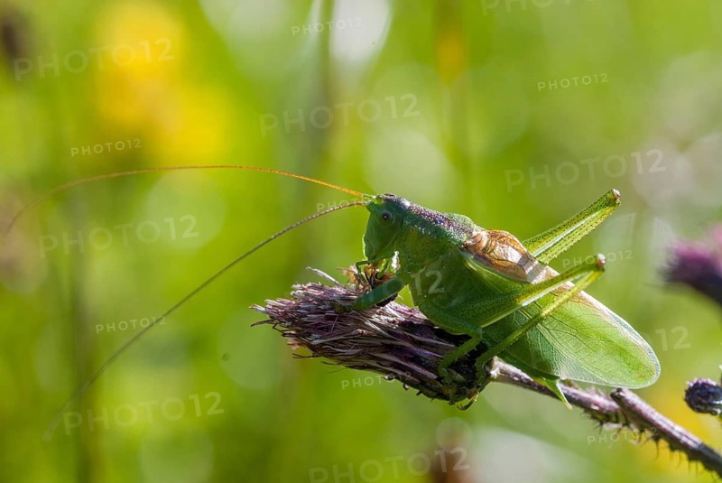 Grasshoppers, Tettigonia Cantans, Upland Green Bush cricket, chirping hayhorse, chirping, prey, capture, ensifera, grasshoppers, grasshoppers, insects, insects, long-feeler scares