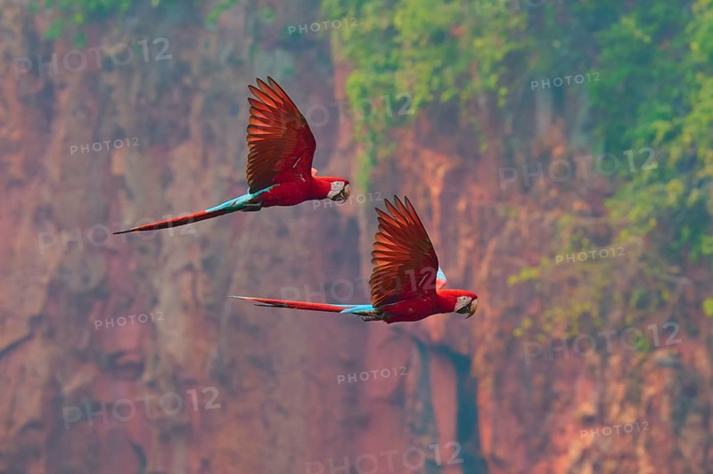 Two magnificent parrots fly through the air against a backdrop of dense red cliffs and lush greenery: the green-winged macaw, or dark-red macaw (Ara chloroptera), Buraco Das Araras, Bonito, Pantanal, Brazil