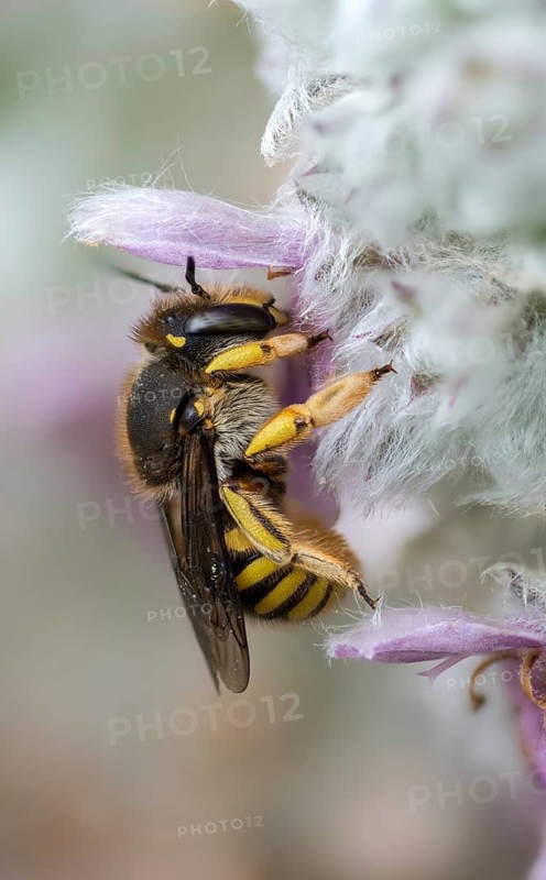 Anthidium manicatum, apidae, bees, European wool carder bee, garden woolbee, large woolbee, hymenoptera, megachilidae, woolbee, high size, portrait format, insects, wild bees