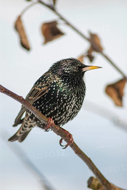 Star, Starling, Sturnus Vulgaris, Birds, High Size, Portrait, Passeri, Songbirds, Birds