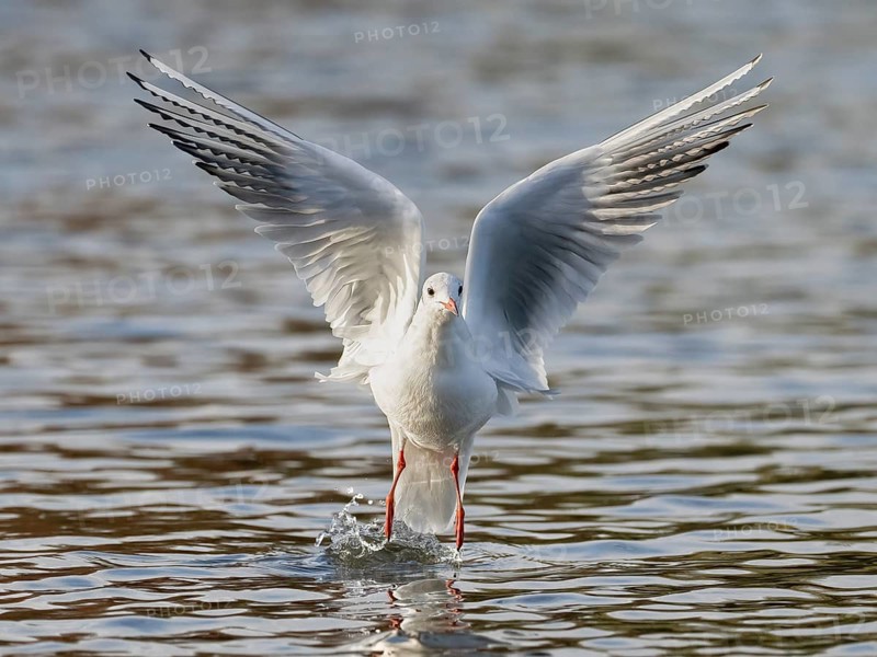 A black-headed gull taking off, Ümminger See, Bochum, Ruhrpott, North Rhine-Westphalia, Germany