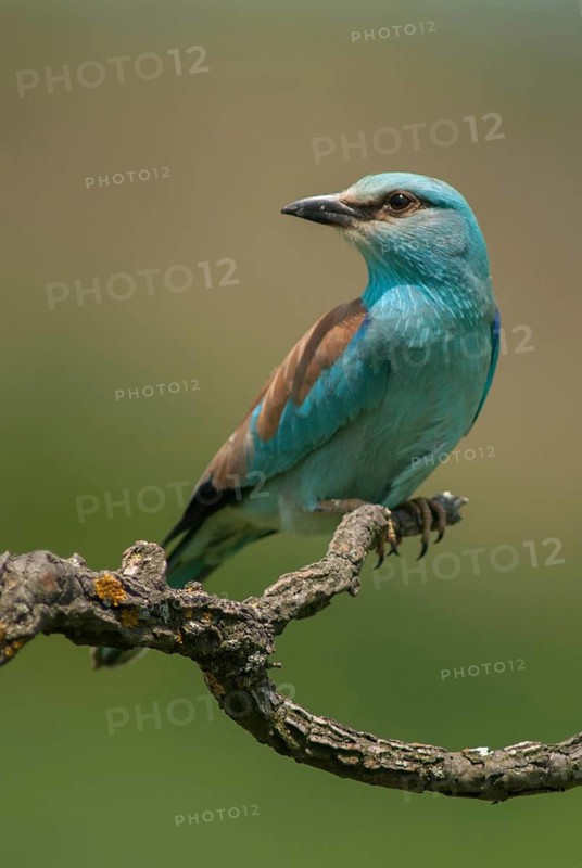 Blue racke, coracias garrulus, European roller, scooter, birds, Bulgaria, coraciidae, racken, birds