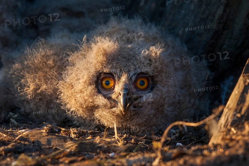 Bubo bubo, eagle owl, eagle owl, atmosphere, birds, owls, Extremadura, adolescent, owls, Spain, mood, strigiformes, birds
