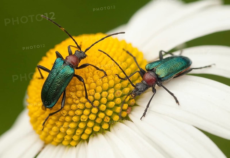 Blueborn, Blue Long-Horned Beetle, Carilia Virginea, Gaurotes Virginea, Beetle, Longhorn Beetle, Coleoptera, Insects, Beetles