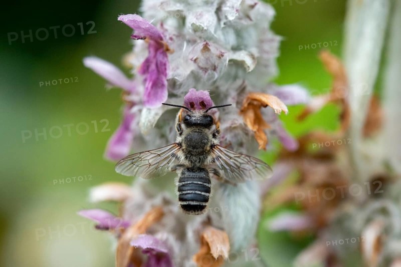 Leafcutter bee, brown-footed leafcutter, colorful leafcutter bee, hymenoptera, megachile versicolor, megachilidae, different colors leafcutter bee, insects, wild bees