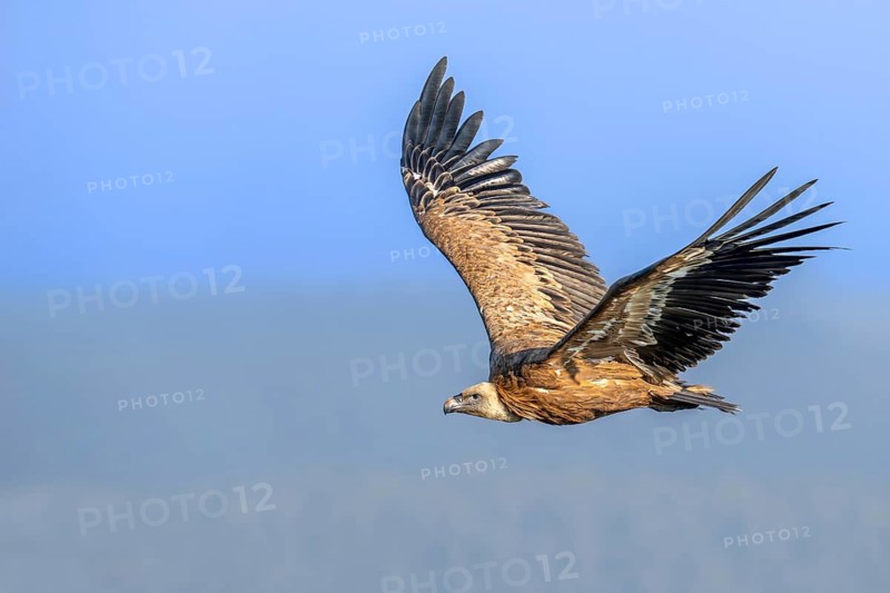 Eurasian griffon vulture (Gyps fulvus) flying along afforested mountain slope in the Pyrenees