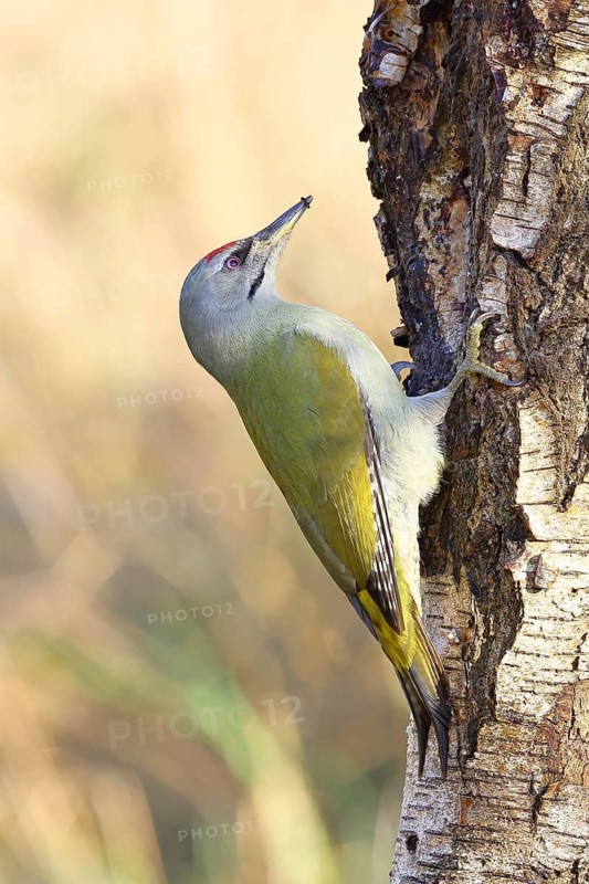 Grey-headed Woodpecker (Picus canus), a male perched on the trunk of a grey birch (Betula populifolia) whilst foraging, wildlife, woodpeckers, birds, nature photography, Wilnsdorf, North Rhine-Westphalia, Germany