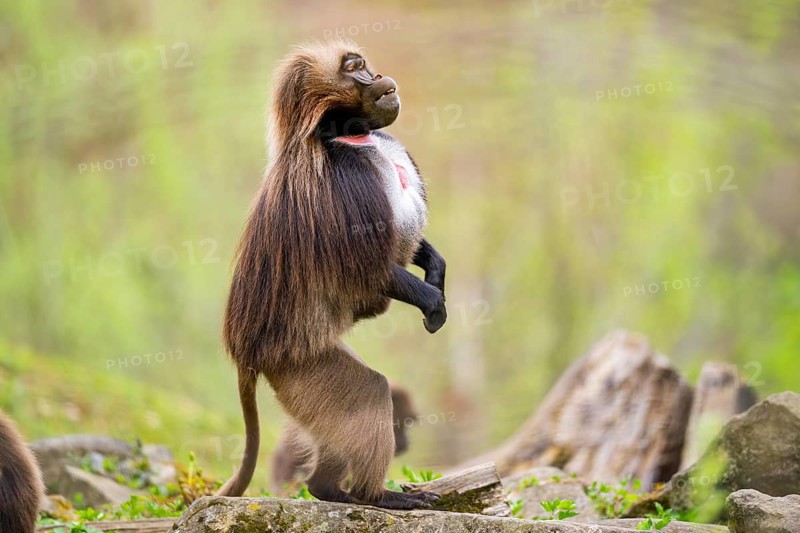 Gelada (Theropithecus gelada) male monkey stands on its hind feet and looks out, captive, distribution africa