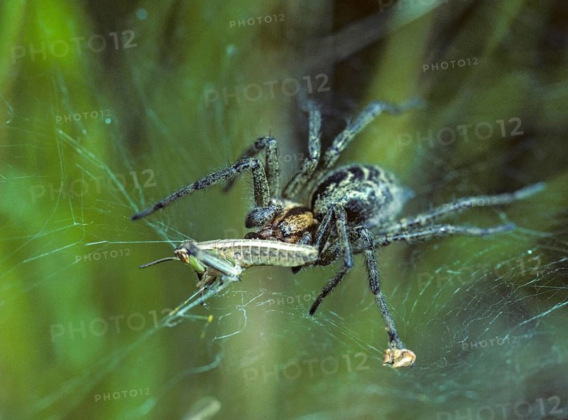 Agelena Labyrinthica, Grasshoppers, Labyrinth Spider, Arachnids, Prey, Capture, Grasshoppers, Locusts, Hunting, Insects, Hunting, Leo, Spiders, Spiders