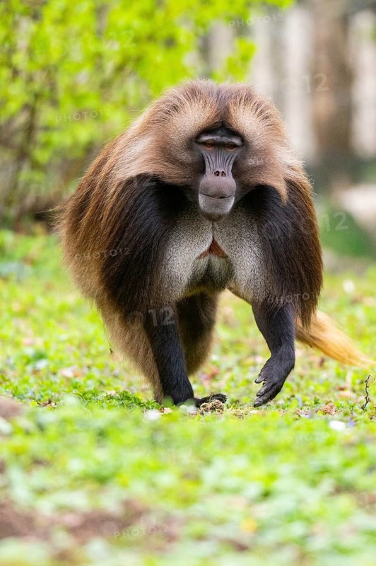 Gelada (Theropithecus gelada) male walking over a meadow, captive, distribution africa