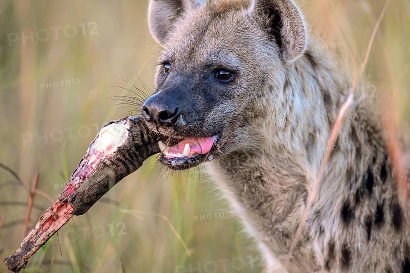 Spotted hyena (Crocuta crocuta) with a bone near Atzaró Camp, Okavango Delta, North-West District, Botswana