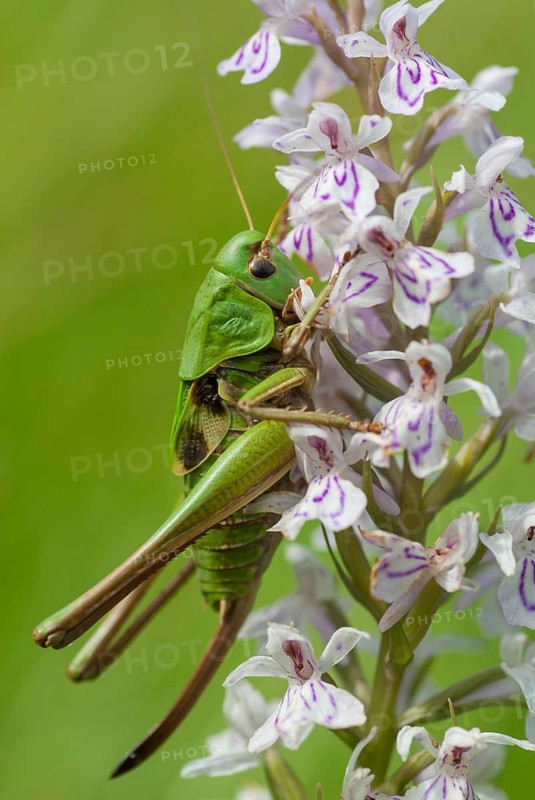 Decticus verrucivorus, grasshoppers, deciduous locusts, wart biters, ensifera, female, grasshoppers, grasshoppers, high size, portrait format, insects, long-feeler scare, nymph, wait biter, female
