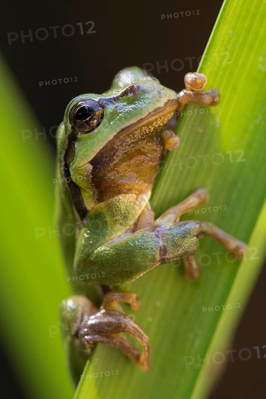 European tree frog, hyla arborea, tree frog, amphibians, amphibians, high size, portrait format, amphibians