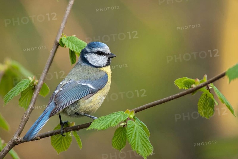 Blue tit, parus caeruleus, birds, spring, tits, passeri, songbirds, songbirds, jump, tits, birds