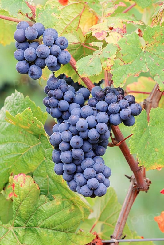 Grapes on the vine, Pinot Noir or Pinot Noir grape variety, Alsace, Grand Est, France