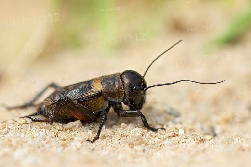 Field cricket, Gryllus campestris, ensifera, field cricket, crickets, insects, insects, long-feeler scare