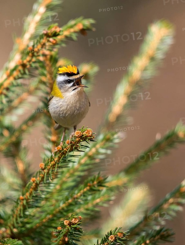 Common firecrest, golden chicken, Regulus ignicapillus, summer golden chicken, birds, song, high size, portrait format, passeri, singing, songbirds, birds