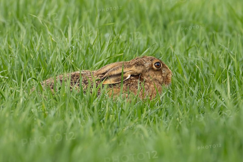 European brown hare (Lepus europaeus) adult animal in a farmland cereal crop in spring, England, United Kingdom