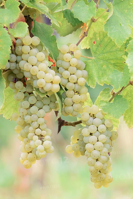Grapes on vines, Pinot Blanc grape variety, Alsace, Grand Est, France