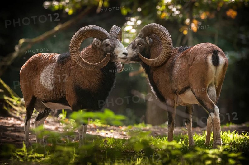 Artiodactyla, even-toed ungulate, mouflon, mouflon, mouflon, ovis gmelini musimon, cloven-hoofed, rutting, mammals, sheep, mammals, rams, wild