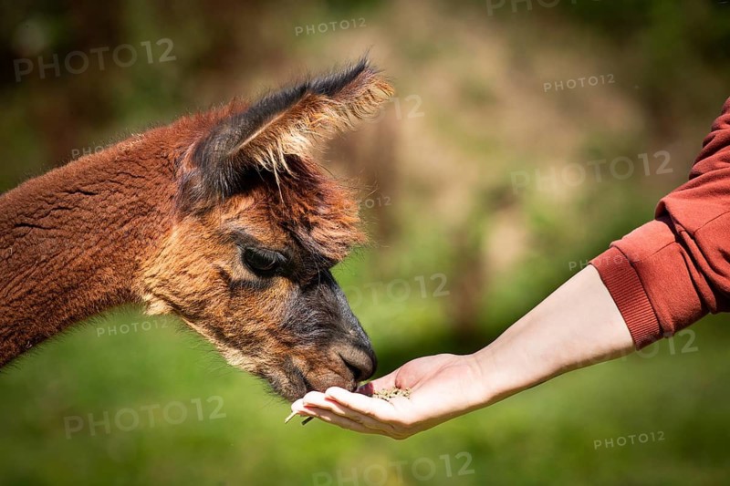 A llama is being gently fed by hand in a peaceful, natural setting. A sense of tenderness, alpaca (Vicugna pacos), animal portrait, being fed by hand, farm, in captivity, Denmark
