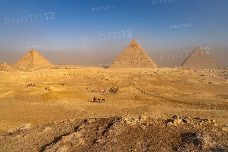 Camels in the desert and the pyramids of Giza, Egypt